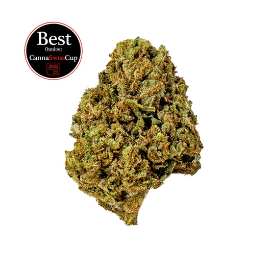 Saparot - Flowers Outdoor