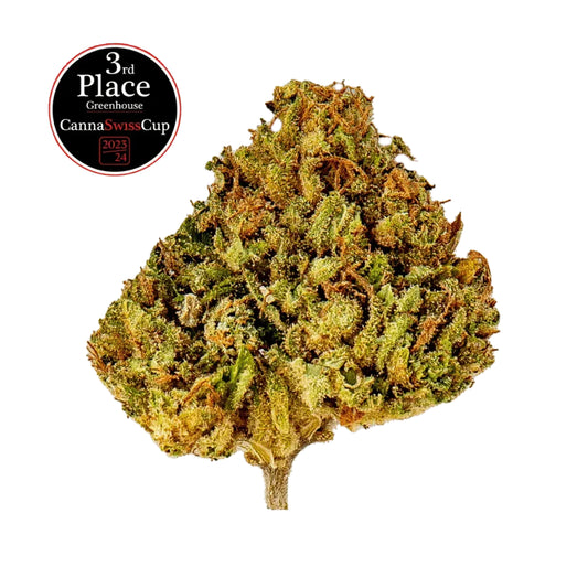 Durban Poison - Flowers Greenhouse