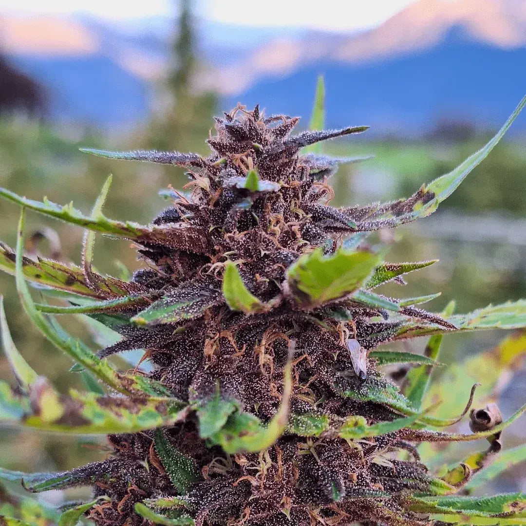 Purple OG - Flowers Outdoor