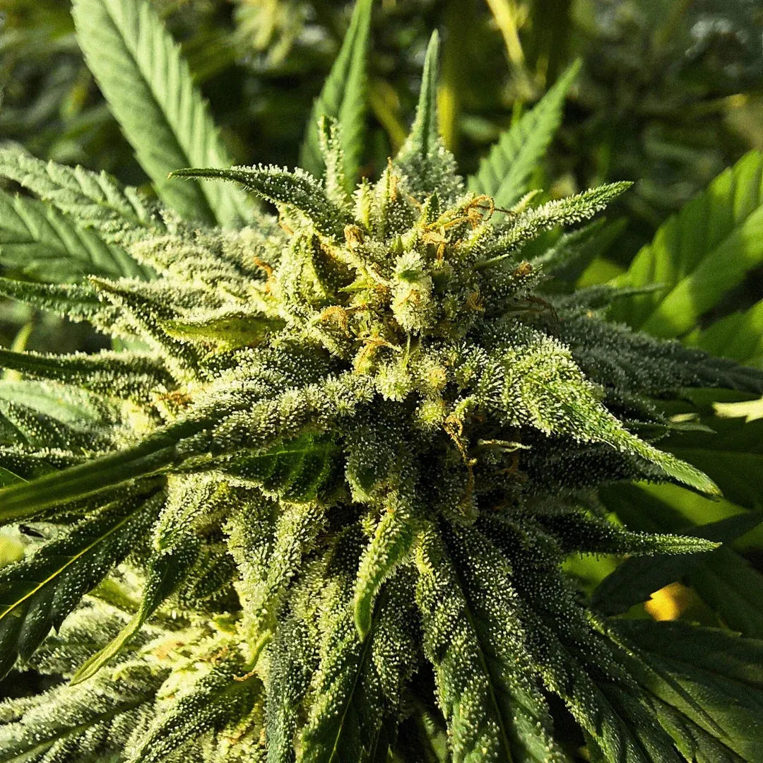 Saparot - Small Buds Greenhouse