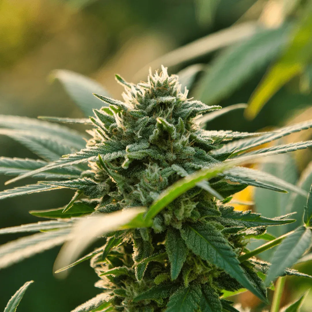 Saparot - Flowers Outdoor