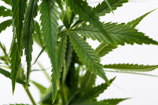 CBD et Sommeil : Une Solution Naturelle pour des Nuits Réparatrices