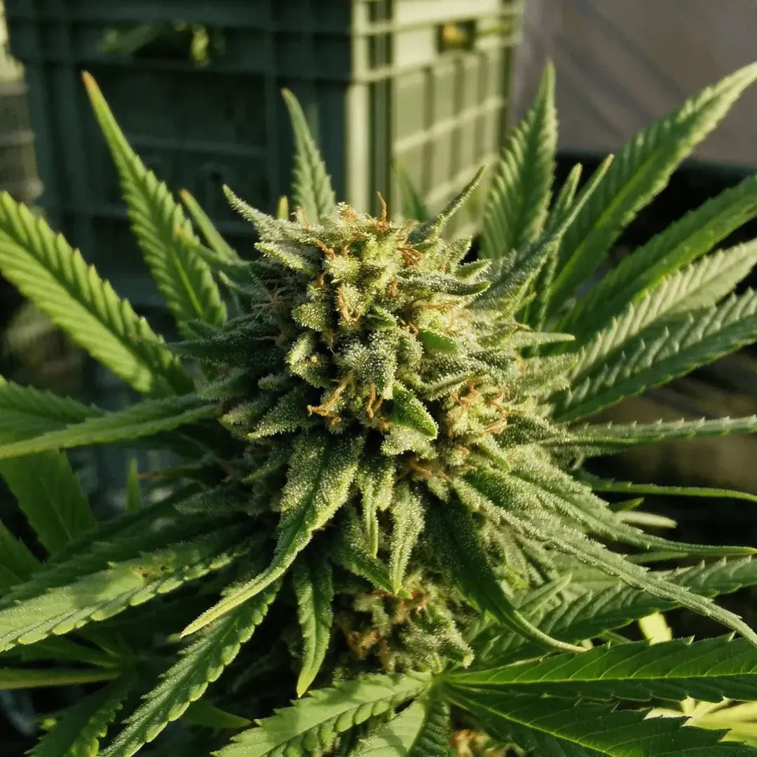 Arancia Tonic - Small Buds Outdoor