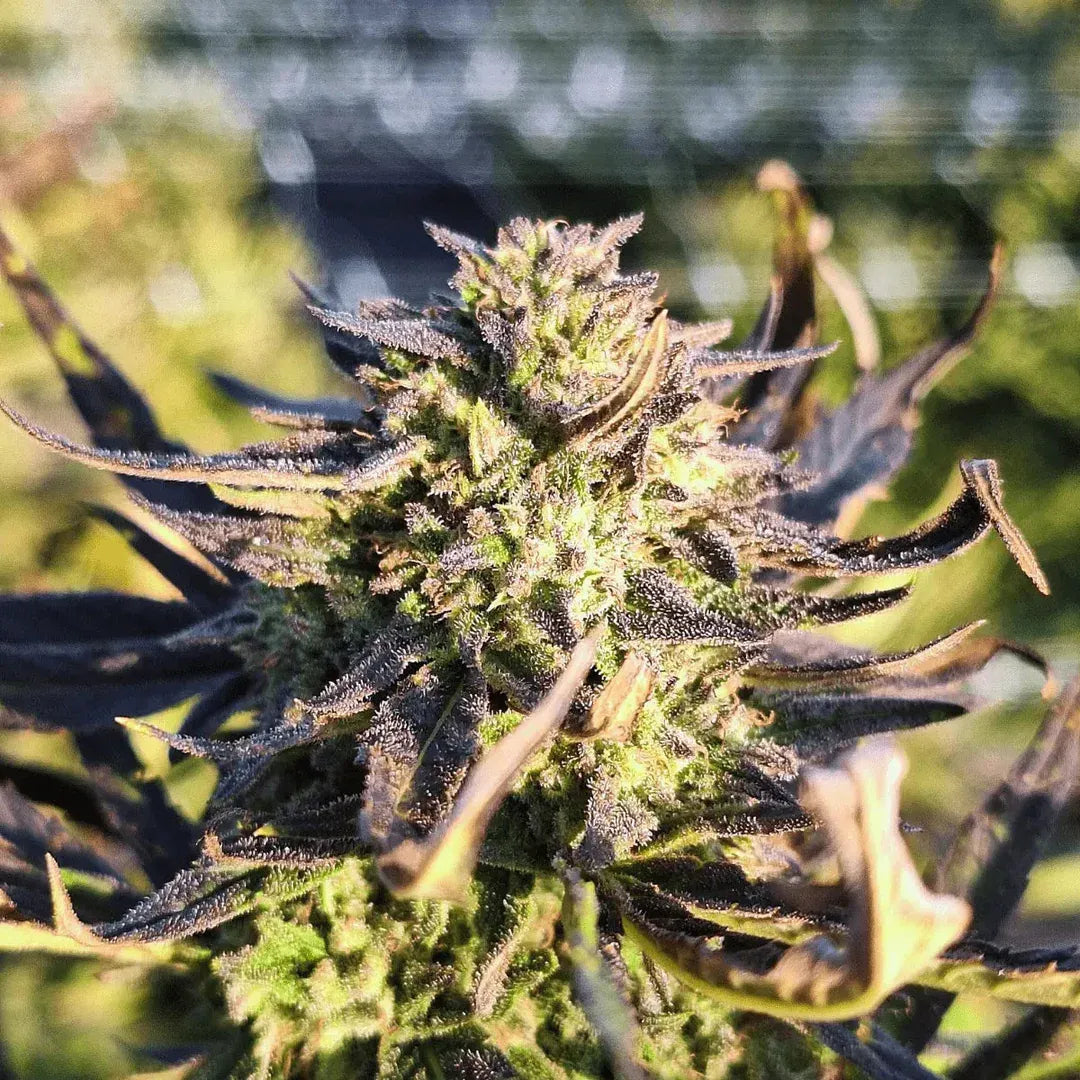 Candy Kush - Small Buds Outdoor