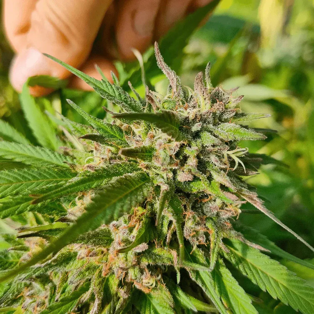 Cookies Kush - Small Buds Greenhouse