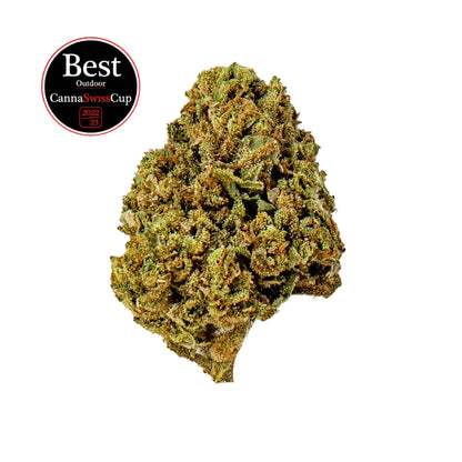 Saparot - Flowers Outdoor