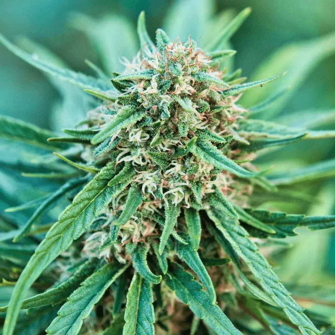 Snow White CBG - Crunch