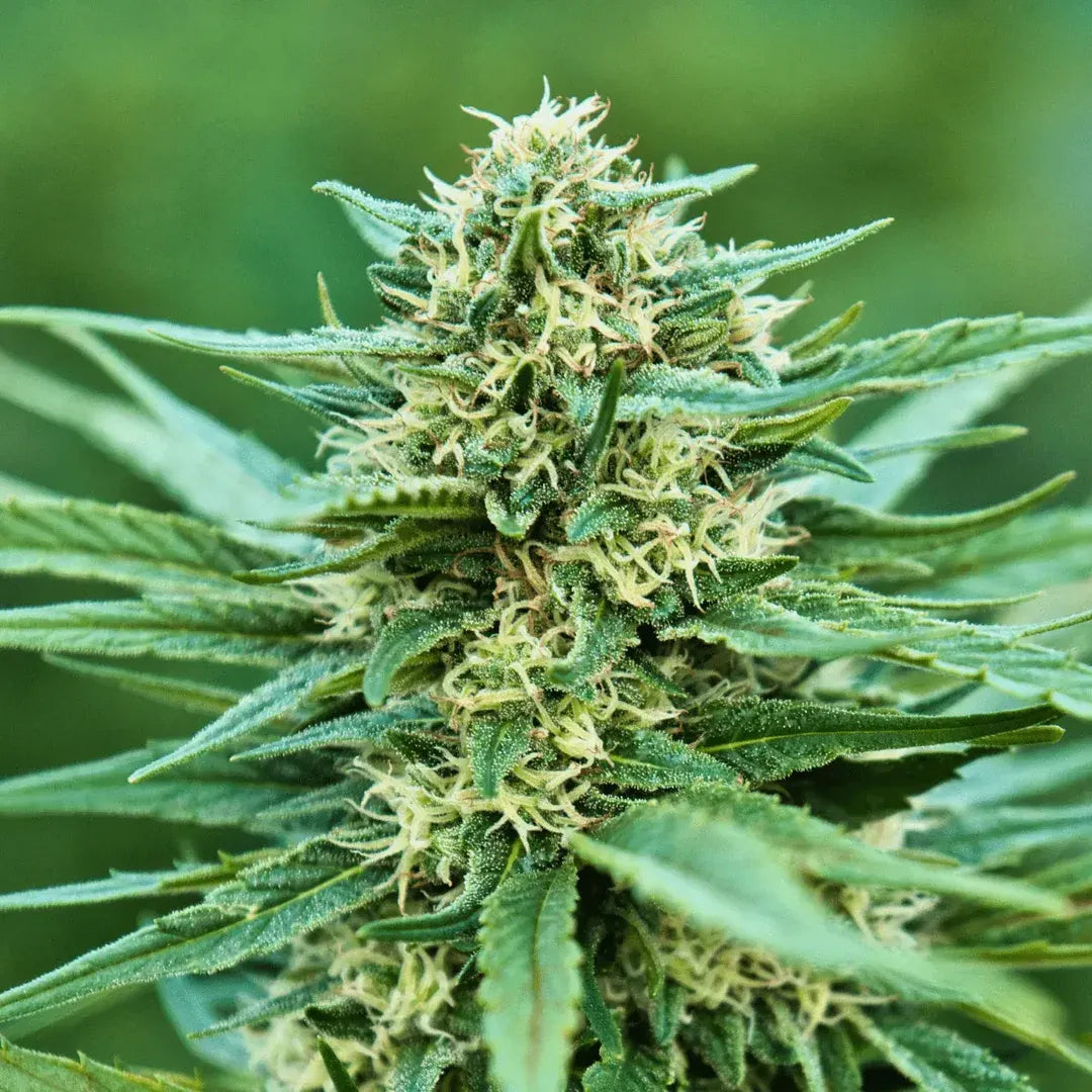 White Rhino CBG - Flowers Outdoor